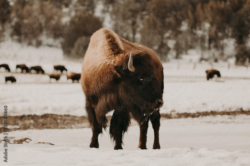 Bison of Zion National Park Bison of Zion National Park