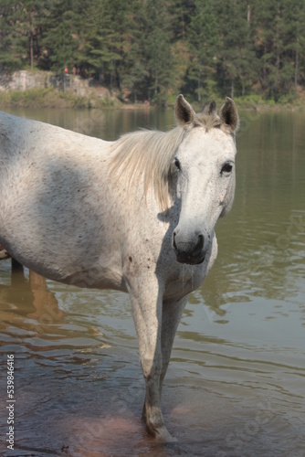 horse in water