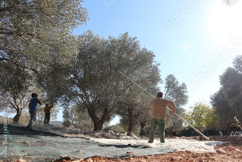 Olive harvest: With a long pole, a harvester rakes ripe olives from an olive tree on the Aegean coast on the Mediterranean Sea to make olive oil.