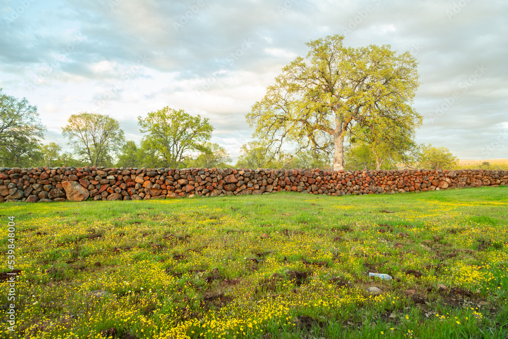 Fototapeta premium Spring Green Oak Trees with a rock wall on a cloudy day 