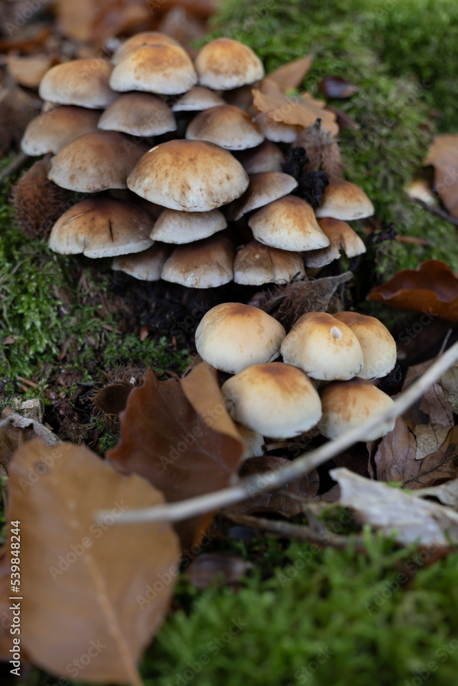 A group of Hallimasch mushrooms on tree stump on forest floor A group of Hallimasch mushrooms on tree stump on forest floor