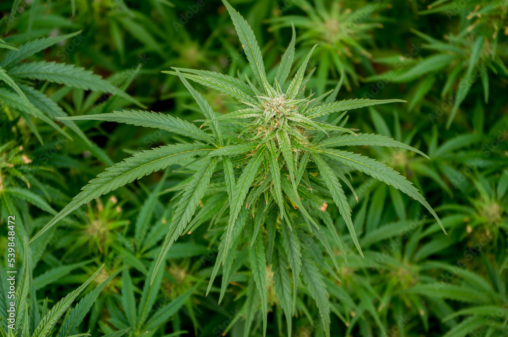 cannabis plant cannabis plant