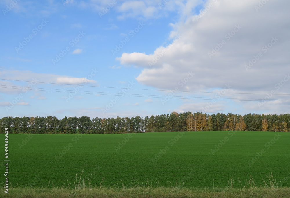 A wide horizontal panorama of a yellow-green field, rough terrain with trees, hills and traces of a passing car. Natural background of green wheat against a large blue sky on a sunny day. A wide horizontal panorama of a yellow-green field, rough terrain with trees, hills and traces of a passing car. Natural background of green wheat against a large blue sky on a sunny day.