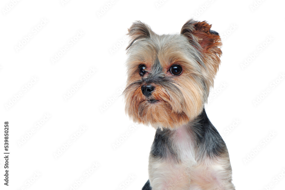 Head of a yorkshire terrier puppy isolated on white background