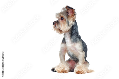 Pretty yorkshire terrier dog looking to the side in a white studio