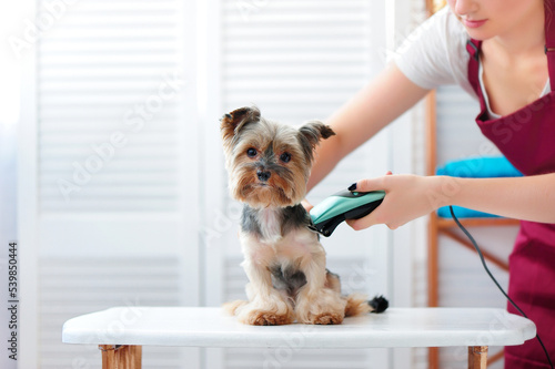Quadro su tela Yorkie puppy getting haircut