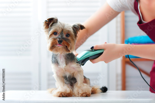 Obraz na płótnie Yorkshire terrier puppy getting haircut with a shaving machine