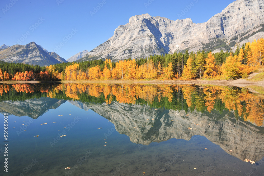 autumn trees reflected in mirror lake in the mountains of Alberta, Wedge Pond