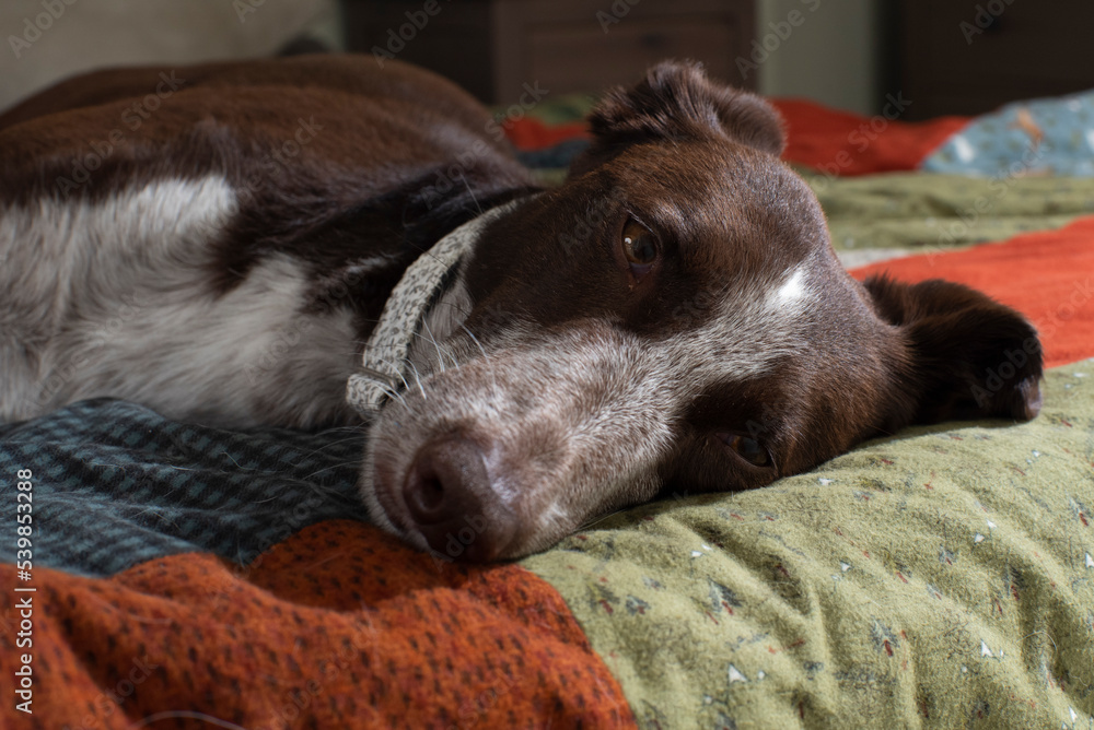 Retrato perro sobre cama, luz que asemeja la de la mesita de noche,  nocturna, can descansando en casa Stock Photo