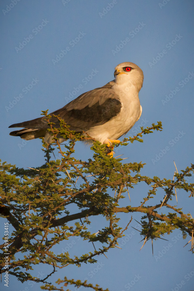 Black-Shouldered Kite, Serengeti, Tanzania Black-Shouldered Kite, Serengeti, Tanzania