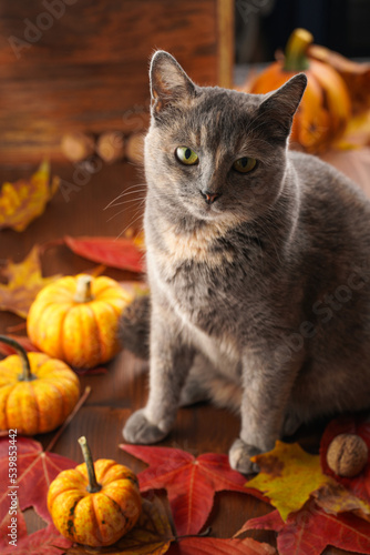 Adult european short hair cat blue tortie sitting on a wooden table in a cozy autumn setting with red, yellow and orange leaves, hokkaido pumpkins, looking into the camera