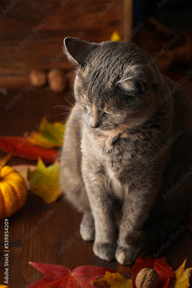 Adult european short hair cat blue tortie sitting next to white cup with coffee and milk foam, cinnamon spice in cozy autumn setting with red, yellow and orange leaves, pumpkins, wooden table Adult european short hair cat blue tortie sitting next to white cup with coffee and milk foam, cinnamon spice in cozy autumn setting with red, yellow and orange leaves, pumpkins, wooden table