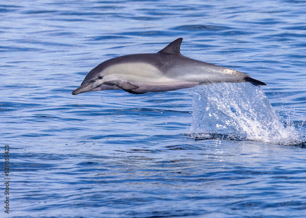 Fototapeta premium Common Dolphin