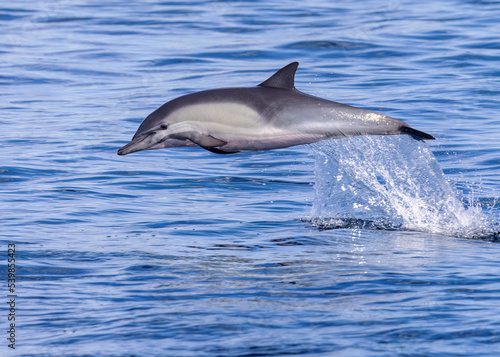 Common Dolphin