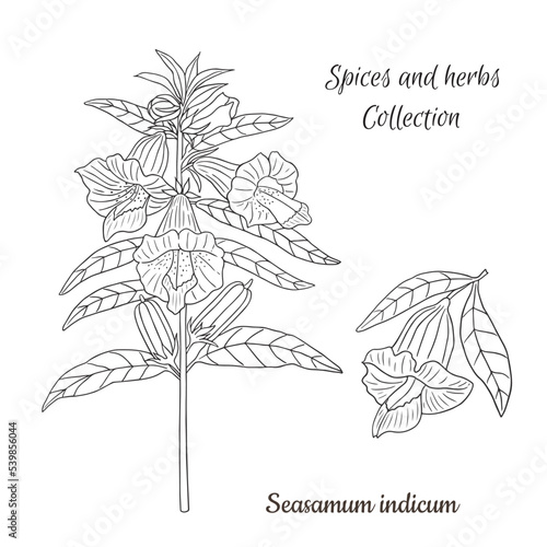vector graphic illustration with spice sesamum plant