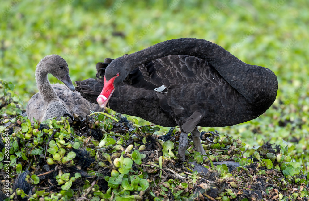 Fototapeta premium black swan with cygnets on a nest in northern New South Wales, Australia.