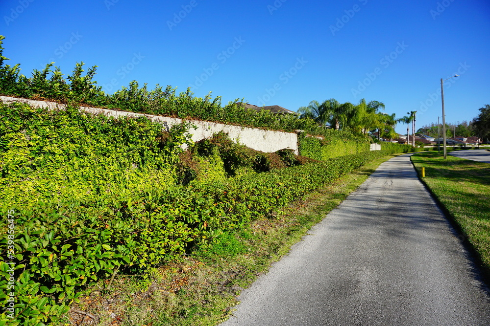 Fototapeta premium Green ivy plant on a wall was destroyed