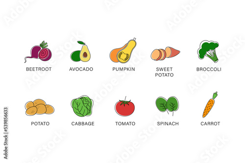 A set of vegetables. Vetkornaya illustration. Linear art. Broccoli, avocado, potatoes, carrots, spinach, pumpkin, tomatoes, cabbage, sweet potatoes, beets.