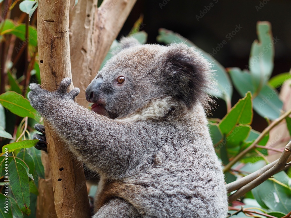 Fototapeta premium A closeup portrait of a engaging young Koala with sparkling eyes.