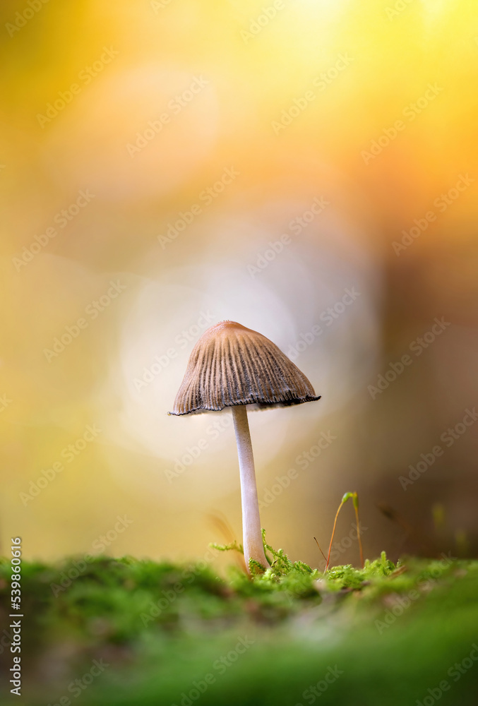 Macro of a single tiny mushroom growing in moss. Beautiful bokeh from light in the background. Shallow depth of field, warm tones Macro of a single tiny mushroom growing in moss. Beautiful bokeh from light in the background. Shallow depth of field, warm tones
