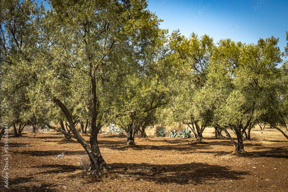 olive grove in morocco, olives, north africa