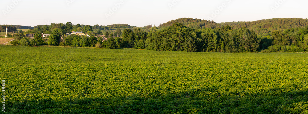 Fototapeta premium Panoramic view of a green agricultural field and clear sky without clouds. Beautiful meadow and green forest on the horizon.