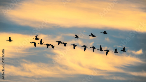 Canada Goose, Branta canadensis - Canada Geese in the flight at Sunrise © Maciej Olszewski