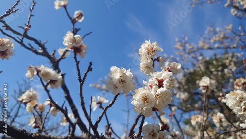 青空と満開の白い梅の花