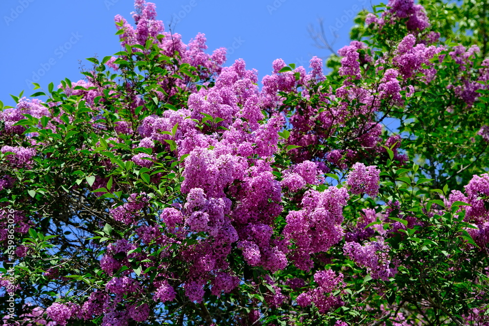 Blooming lilac in early spring