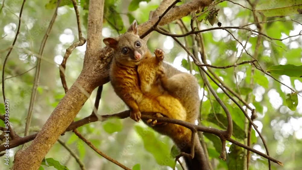 a coppery brushtail possum, climbing a tree, scratches its side at a rainforest in north qld, australia a coppery brushtail possum, climbing a tree, scratches its side at a rainforest in north qld, australia