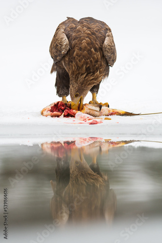 White-tailed eagle standing on ice, eating, Wild majestic bird of prey in winter. Eagle in its natural environment. 