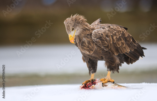 White-tailed eagle on ice with its prey. Wild bird of prey in its typical environment. Hunting eagle.