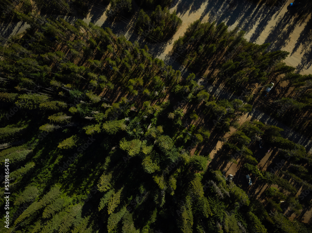 Shot from the air. Dense pine forest and walking paths. Ecology, map, topography, recreation, hiking, fresh air, forestry. Beautiful forest landscape. There is no one in the photo.