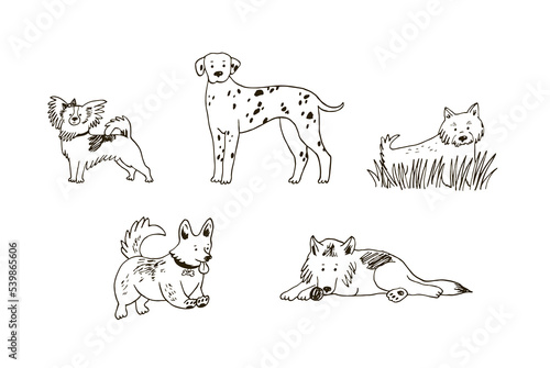 Canvas Print Dogs: dalmatian, corgi, west highland white terrier, papillon, shepherd dog line illustrations set