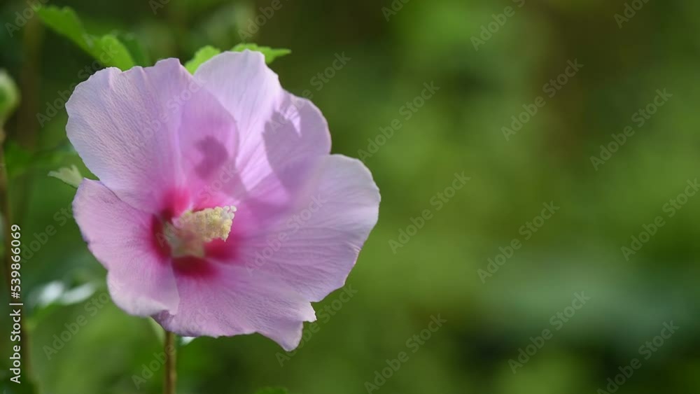 Carnation hibiscus flower on nature background. Carnation hibiscus flower on nature background.