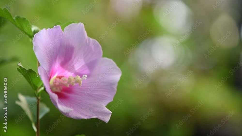 Carnation hibiscus flower on nature background. Carnation hibiscus flower on nature background.