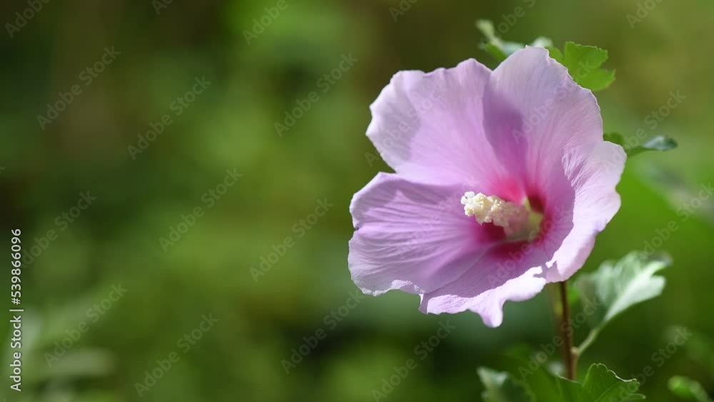 Carnation hibiscus flower on nature background.