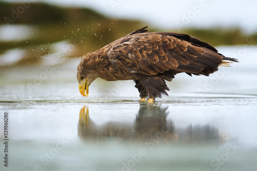 White-tailed eagle standing on ice, eating, Wild majestic bird of prey in winter. Eagle in its natural environment. 