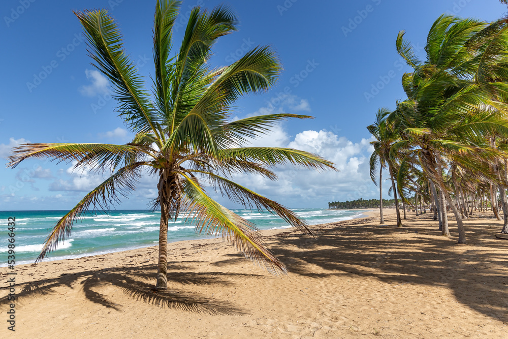 Obraz premium Beach scene with coconut palms