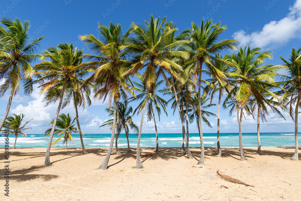 Beach scene with coconut palms