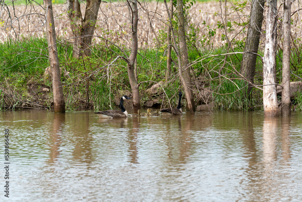 Canada Geese And Goslings On The River In Spring Canada Geese And Goslings On The River In Spring