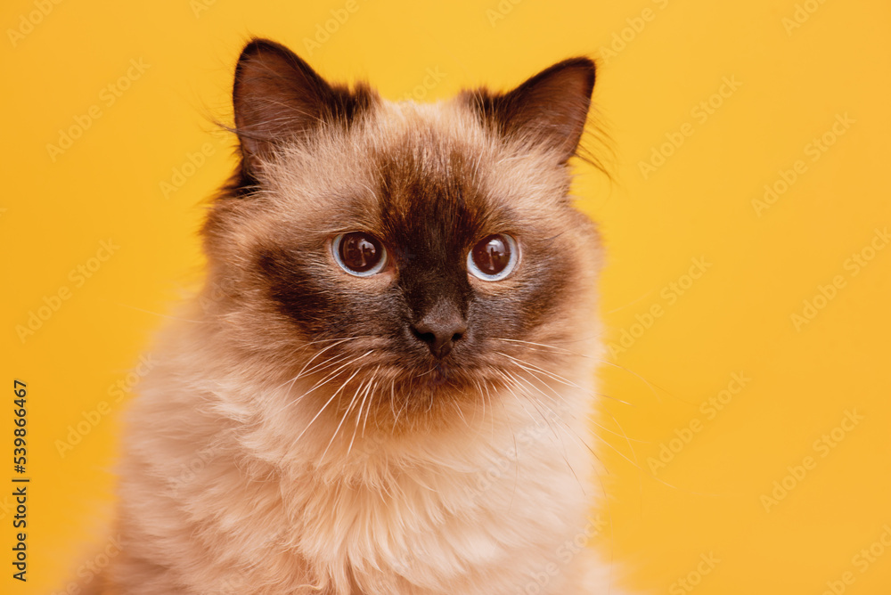 Color point coloring cat on a yellow background. Nevsky masquerade cat portrait.
