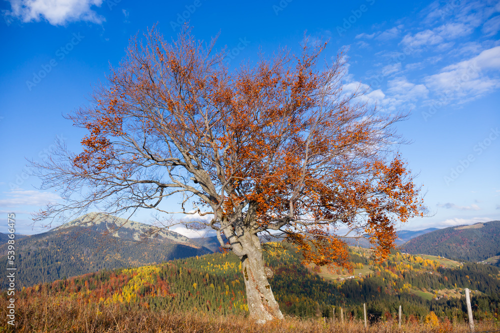 beautiful autumn countryside landscape in Carpathian Mountains, Ukraine. beautiful autumn countryside landscape in Carpathian Mountains, Ukraine.
