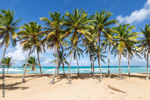 Beach scene with coconut palms