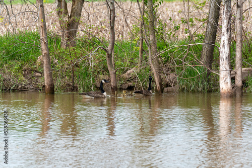 Canada Geese And Goslings On The River In Spring