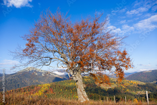 beautiful autumn countryside landscape in  Carpathian Mountains, Ukraine.