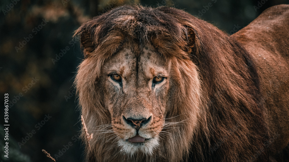 Naklejka premium African male lion headshot looking into camera, close up