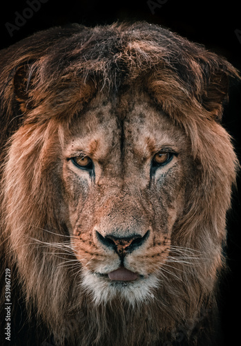 African male lion headshot looking into camera  close up