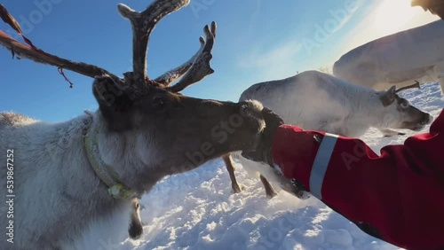 The deer looks into the camera. Herd of reindeer. Animals in Siberia. Frosty winter day. Huge snow field in the sun. Evening Murmansk.