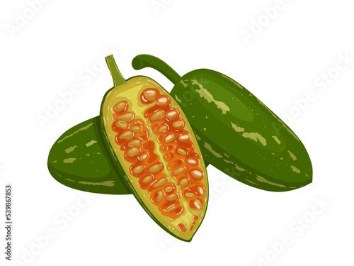 Vector illustration, Coccinia grandis or ivy gourd, isolated on white background